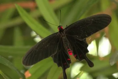Pachliopta kotzebuea