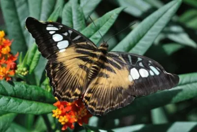 Parthenos sylvia