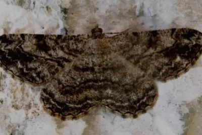 Peribatodes secundaria