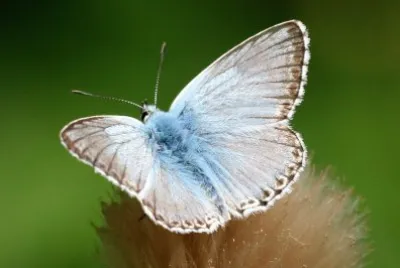 Polyommatus coridon
