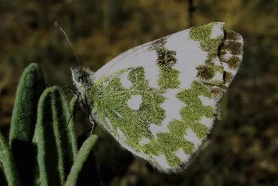 Pontia daplidice