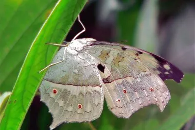 Protogoniomorpha  parhassus