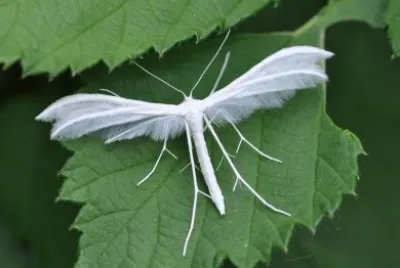 Pterophorus pentadactyla