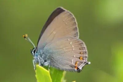 Satirium ilicis