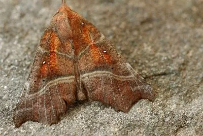 Scoliopteryx libratix
