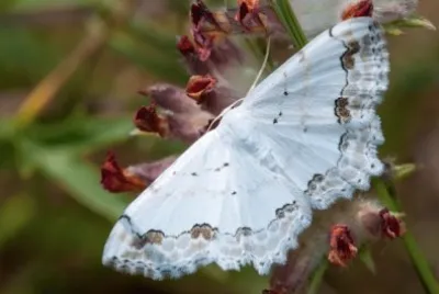 Scopula decorata