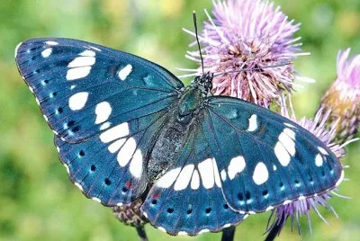 Silvano azzurro
