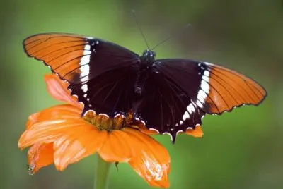 Siproeta epaphus