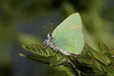 Teca del biancospino