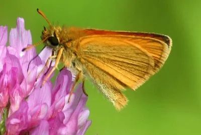 Thymelicus lineola