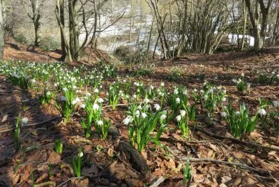radura di primavera