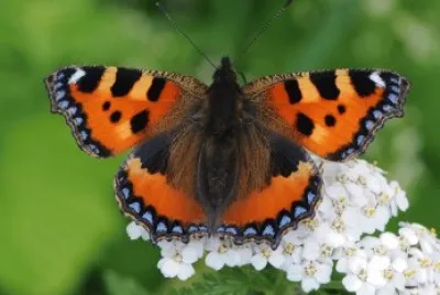 Vanessa dell 'ortica