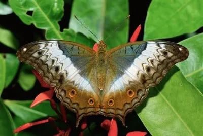 Vindula dejone