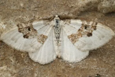 Xanthorhoe montanata