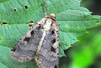 Xestia c-nigrum