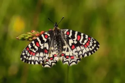 Zerynthiar rumina