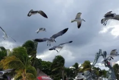 Gaviotas en Playa del Carmen.