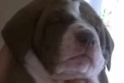 cachorrito