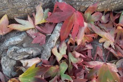 leaves 2