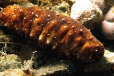 Oloturia