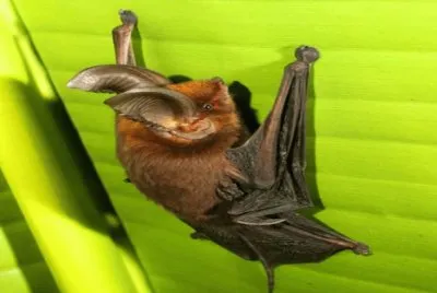 Pipistrello dai piedi a ventosa jigsaw puzzle