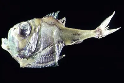 Pesce ascia jigsaw puzzle