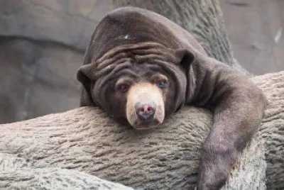 Orso del sole