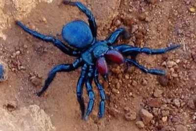 Ragno missulena