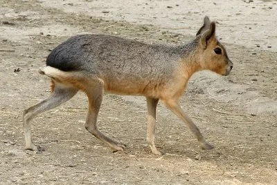 Patagonian mara jigsaw puzzle
