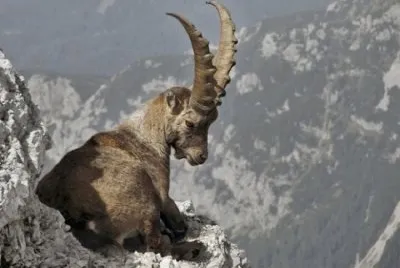 Capra di montagna