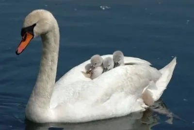 Cigno con i piccoli