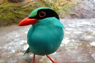 La Urraca Verde (Cissa chinensis)