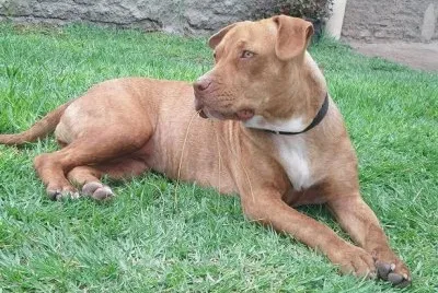 Pitbull