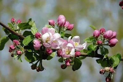 apple blossoms