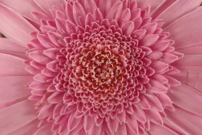 pink flower