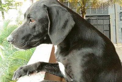 Mascota