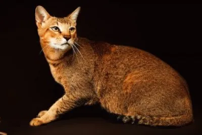 Chausie