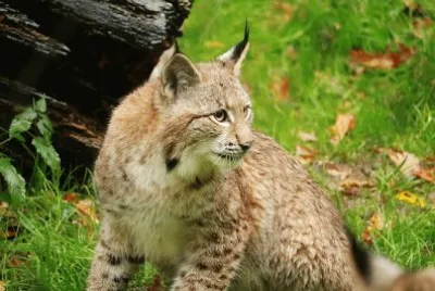 Lince canadese