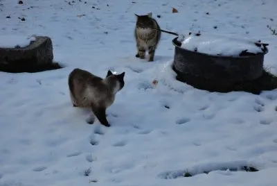 chats dans la neige