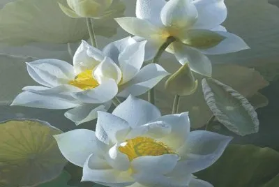 flowers