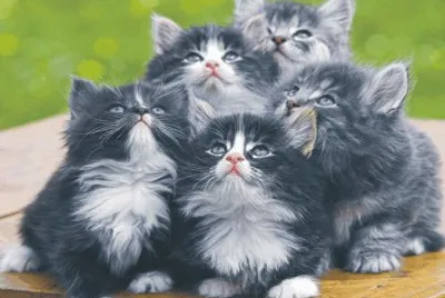 cats and dogs