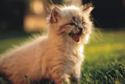 cats and dogs