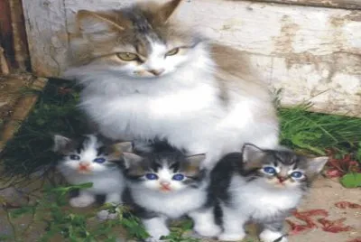 cats and dogs