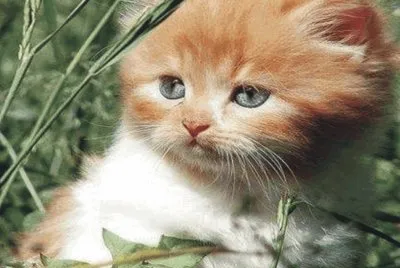 cats and dogs