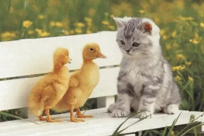cats and ducks