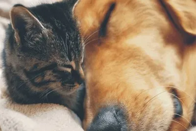 cats and dog