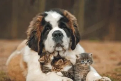 cats and dog