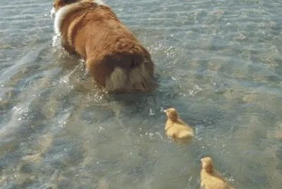 dog and ducks