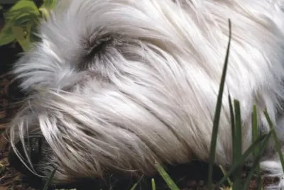 dogs