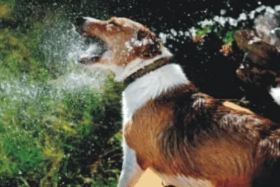 dog